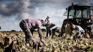CHILE ¿AVALA EL TRABAJO ESCLAVO? ¿PRACTICA EL TRABAJO ESCLAVO?